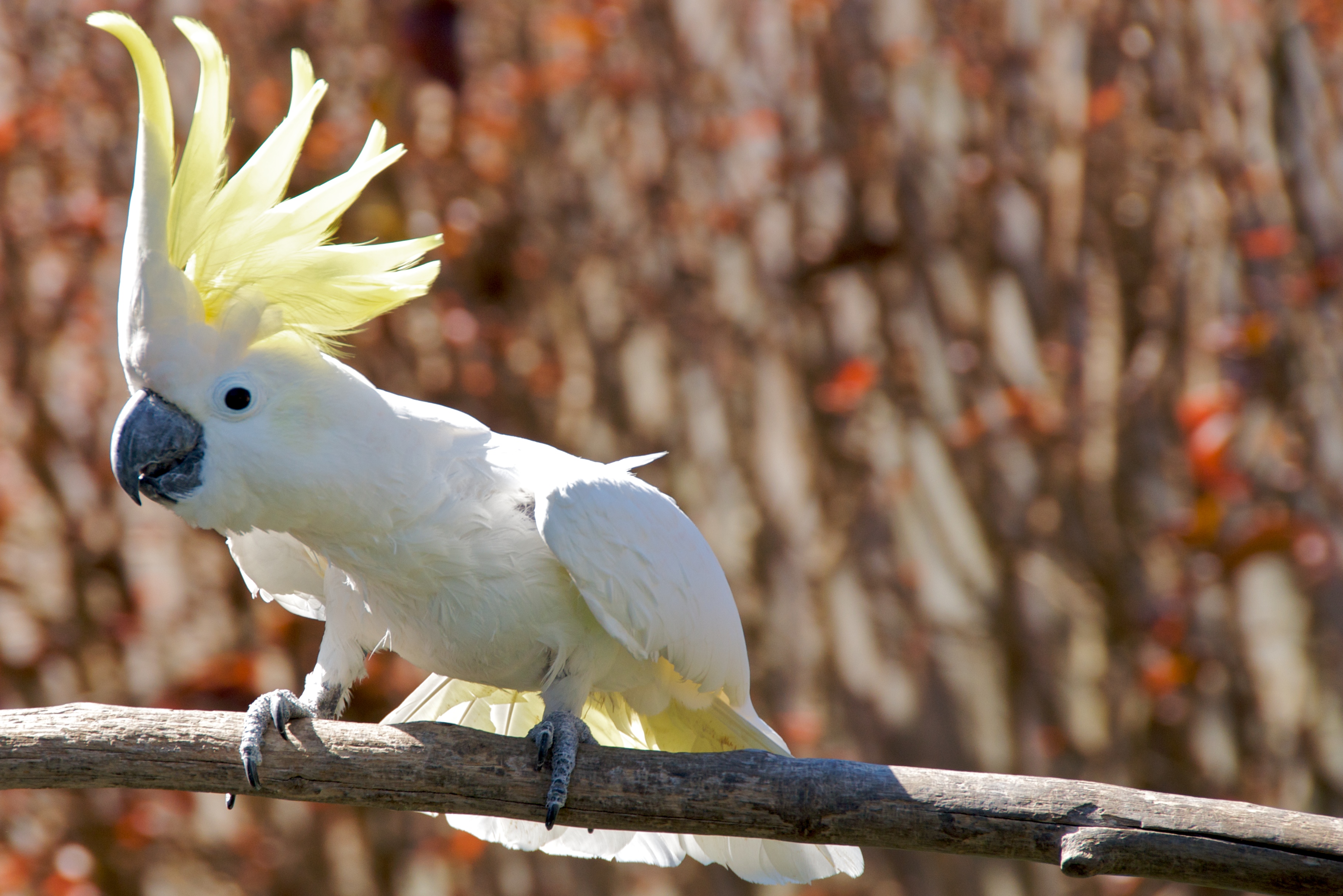 В зоопарке живут 5 видов попугаев. Желтохохлый Какаду. Попугай Какаду. Желтохохлый Какаду птенцы. Карликовый желтохохлый Какаду.